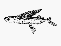 Image of Hirundichthys albimaculatus (Whitespot flyingfish)