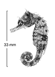 Image of Hippocampus planifrons (Flatface seahorse)