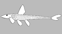 Image of Aphanotorulus horridus 
