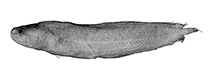 Image of Lapitaichthys frickei 