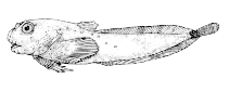 Image of Liparis inquilinus (Inquiline snailfish)