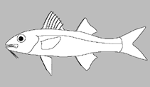 Image of Upeneus madras (Madras goatfish)