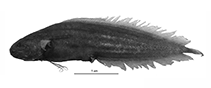 Image of Majungaichthys agalegae 