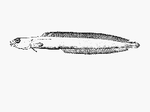 Image of Natalichthys sam (Nail snakelet)