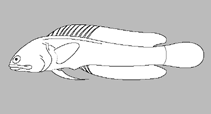 Image of Opistognathus verecundus (Bashful jawfish)