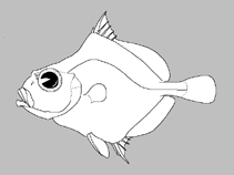 Image of Neocyttus acanthorhynchus 