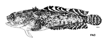 Image of Opsanus dichrostomus (Bicolor toadfish)