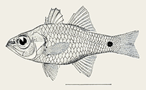 Image of Ostorhinchus diversus 