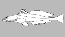 Image of Sorsogona nigripinna (Blackfin flathead)