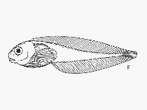 Image of Paraliparis australis 