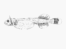 Image of Parataeniophorus gulosus 