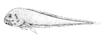 Image of Paraliparis latifrons (Bigpored snailfish)