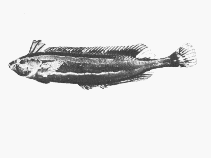 Image of Pavoclinus litorafontis (Slinky klipfish)