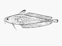 Image of Physiculus capensis 