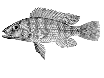 Image of Pharyngochromis darlingi (Zambezi happy)