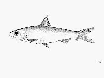 Image of Potamothrissa acutirostris (Sharpnosed sawtooth pellonuline)