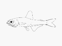 Image of Protomyctophum choriodon (Gaptooth lanternfish)
