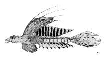 Image of Callionymus octostigmatus (Eightspot dragonet)