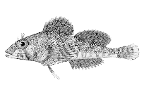 Image of Ruscarius meanyi (Puget Sound sculpin)