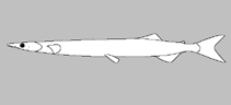 Image of Salanx cuvieri (Noodlefish)