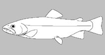 Image of Coregonus nelsonii (Alaska whitefish)