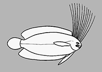 Image of Samariscus luzonensis (Luzon righteye flounder)