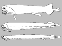 Image of Astronesthes lampara 