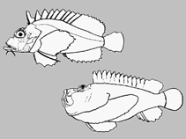 Image of Minous radiatus (Radial stingfish)