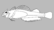 Image of Helcogramma kranos (Helmet triplefin)