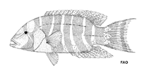 Image of Thoracochromis fasciatus 