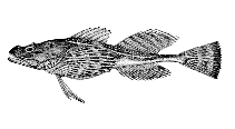 Image of Myoxocephalus quadricornis (Fourhorn sculpin)