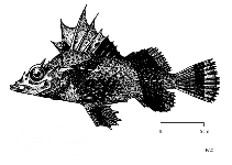 Image of Zanclorhynchus spinifer (Antarctic horsefish)