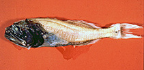 Image of Abyssoberyx levisquamosus 