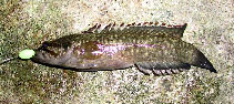 Image of Acanthoclinus fuscus (Rockfish)