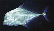 Image of Scyris indica (Indian threadfish)