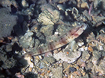 Image of Amblyeleotris bleekeri (Shrimp goby)