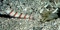 Image of Amblyeleotris fasciata (Red-banded prawn-goby)