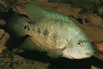 Image of Astatheros macracanthus (Blackthroat cichlid)