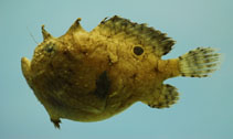 Image of Fowlerichthys radiosus (Singlespot frogfish)
