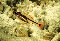 Image of Ostorhinchus neotes (Mini cardinalfish)