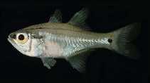Image of Taeniamia buruensis (Buru cardinalfish)
