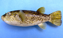 Image of Chelonodontops leopardus (Banded leopard blowfish)
