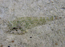 Image of Arcos nudus (Padded clingfish)