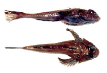 Image of Artediellichthys nigripinnis (Blackfin hookear sculpin)
