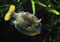 Image of Aracana ornata (Ornate cowfish)