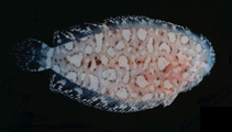 Image of Aseraggodes xenicus (Dwarf sole)
