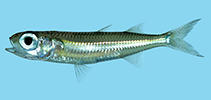 Image of Atherinomorus lineatus (Lined silverside)