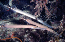 Image of Aulostomus strigosus (Atlantic cornetfish)