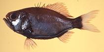 Image of Aulotrachichthys titan (Large-head luminous-roughy)