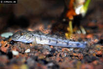 Image of Awaous lateristriga (West African freshwater goby)